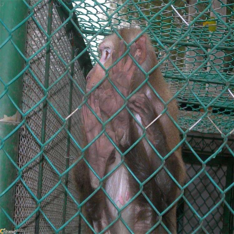 動(dòng)物園圍欄網(wǎng)圖片1